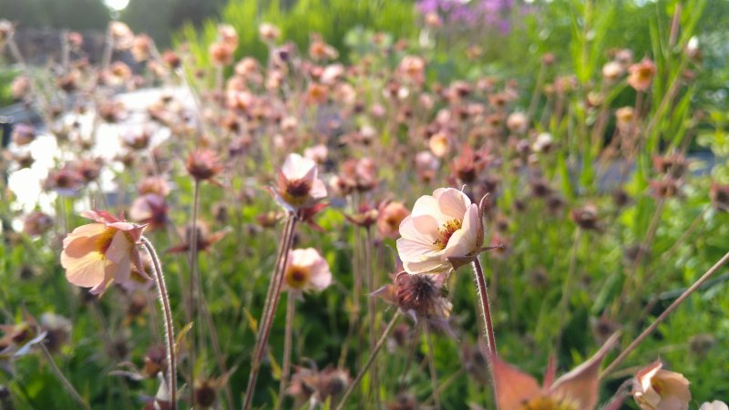 Geum rivale 'Mai Tai'